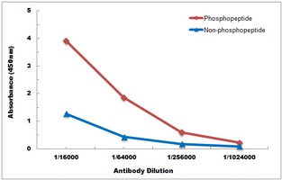 YBX1 (phospho-S102) antibody