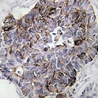 Anti-MYL9 Antibody