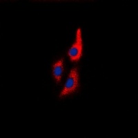 MYL9 antibody