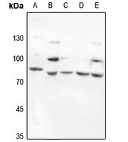 GAB1 Rabbit Polyclonal Antibody