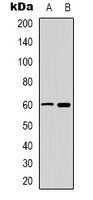 CaMK4 Antibody