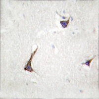 Anti-Syndecan 4 Antibody