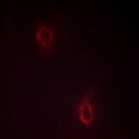 Anti-Syndecan 4 Antibody