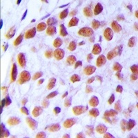 TAF5L antibody