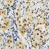 ID4 antibody