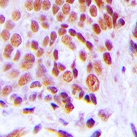 C/EBP gamma Rabbit Polyclonal Antibody