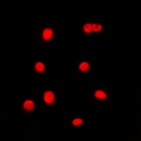 C/EBP gamma Rabbit Polyclonal Antibody