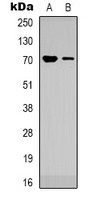 TRIM25 Antibody