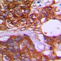 TRIM25 Antibody