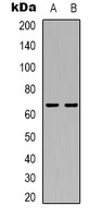 ASC-1 Rabbit Polyclonal Antibody