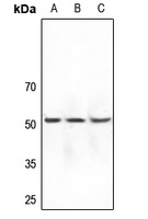 DOK7 Antibody