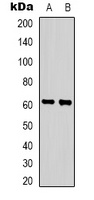 ZNF397 Antibody