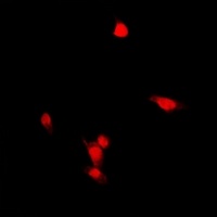 ZNF397 Antibody