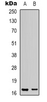 LMO3 Antibody