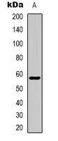 ZNF596 Antibody