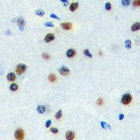 ZNF785 antibody