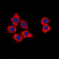 Anti-CDK15 Antibody