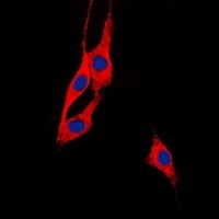 Anti-BEGAIN Antibody
