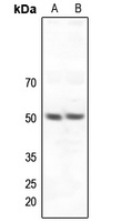 ZNF436 Antibody