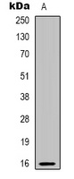 PBOV1 Antibody