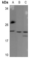 BCA3 Antibody
