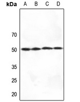 SERINC1 Antibody