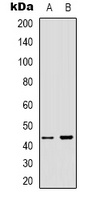 ARMCX3 Antibody