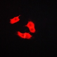 ARMCX3 Antibody