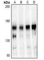 STAG3 Antibody