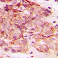 Anti-ERGIC3 Antibody