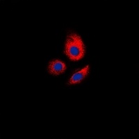 Anti-ERGIC3 Antibody