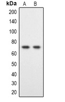 DYRK1B Antibody