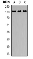 CARD11 Antibody