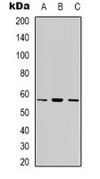 Cytochrome P450 7B1 Rabbit Polyclonal Antibody