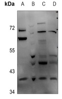 DNAJB4 Antibody