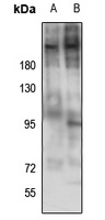 Laminin beta 2 Antibody
