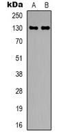 CEP131 Antibody