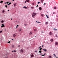 CEP131 Antibody