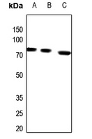 Arylsulfatase G Rabbit Polyclonal Antibody