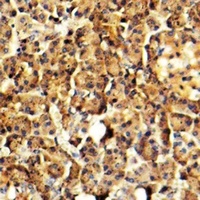 Arylsulfatase G Rabbit Polyclonal Antibody