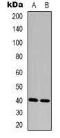 FAM203A Antibody