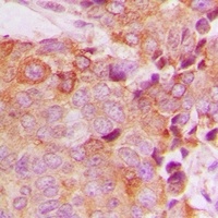 Anti-BCAS4 Antibody