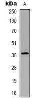 CHST13 Antibody