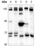 Copine 8 Antibody