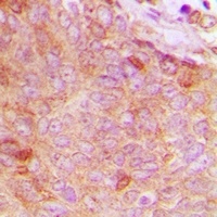 CPNE8 antibody