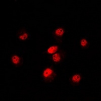 POLR3E antibody