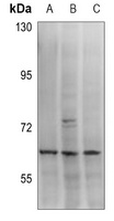 MCT12 Rabbit Polyclonal Antibody