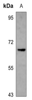 NXF3 Antibody