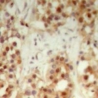 NXF3 Antibody