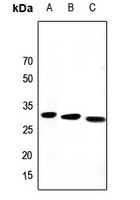 PEX19 Antibody